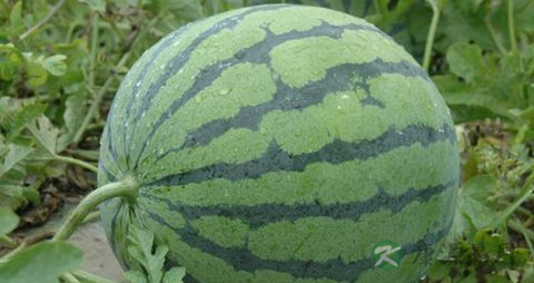西瓜皮的药用价值_西瓜皮的副作用