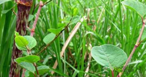 虎杖的药用价值_虎杖的副作用