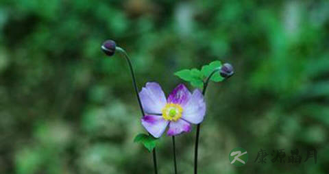 打破碗花花的功效与作用