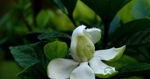 栀子花根的功效与作用