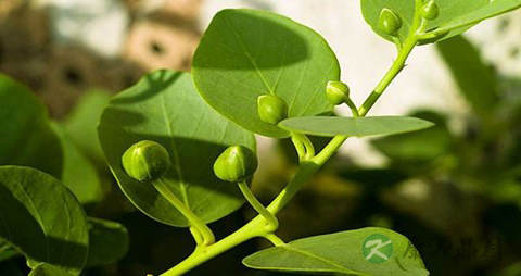 马槟榔的药用价值_马槟榔的副作用