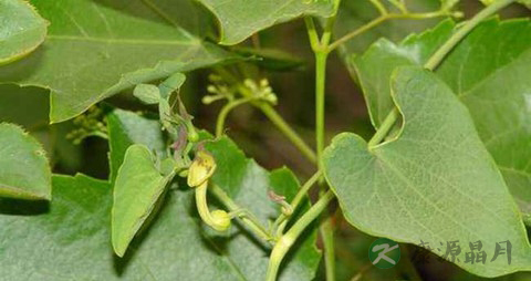 天仙藤的药用价值_天仙藤的副作用