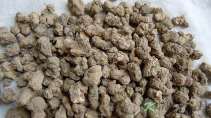 夏天无的功效与作用_夏天无的药用价值
