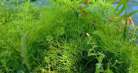 水蕨的功效与作用