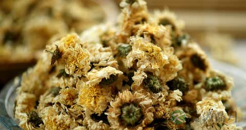 菊花的药用价值_菊花的副作用