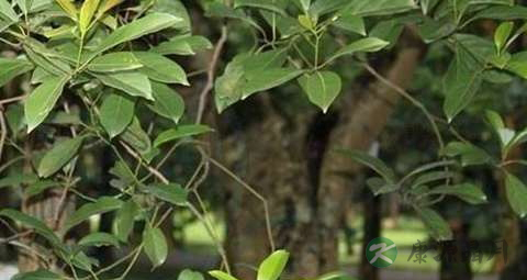 黄樟的药用价值_黄樟的副作用