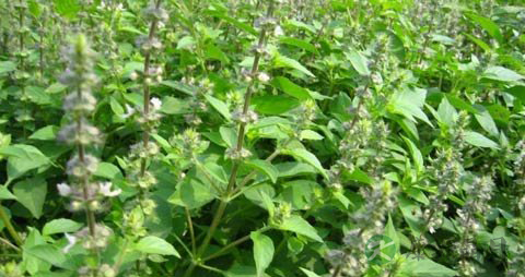 荆芥穗的功效与作用_荆芥穗的药用价值