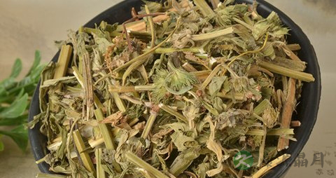 益母草的药用价值_益母草的副作用