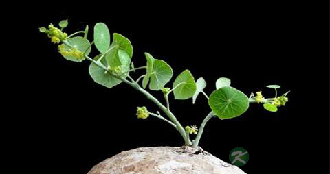 山乌龟的药用价值_山乌龟的副作用