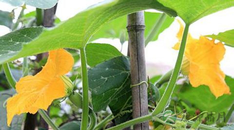 南瓜花的功效与作用