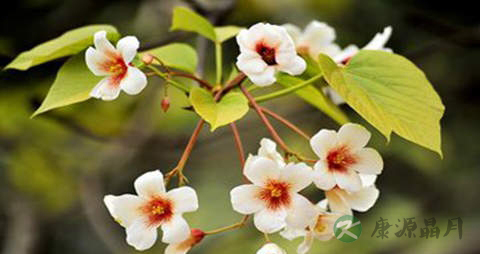 桐子花的功效与作用