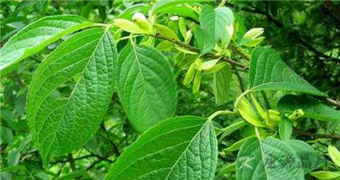 杜仲叶的药用价值_杜仲叶的副作用