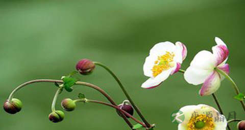 打破碗花花的功效与作用