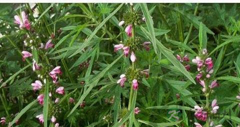 茺蔚子的功效与作用