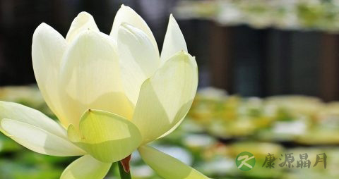 雪莲花治什么病