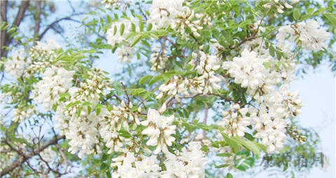 槐花能吃吗