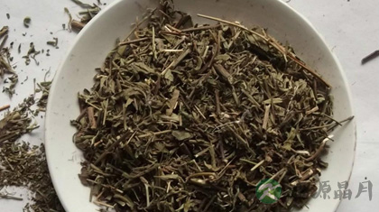 香薷的功效与作用_香薷的药用价值