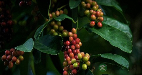 五月茶的功效与作用
