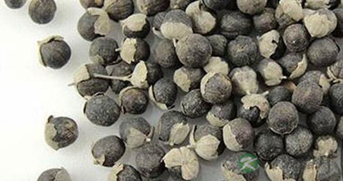 蔓荆子的功效与作用