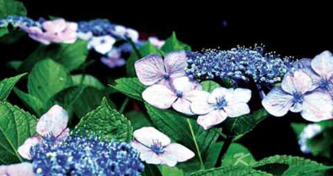 八仙花的药用价值_八仙花的副作用