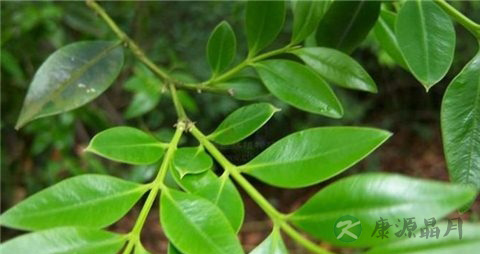 大叶黄杨的药用价值_大叶黄杨的副作用