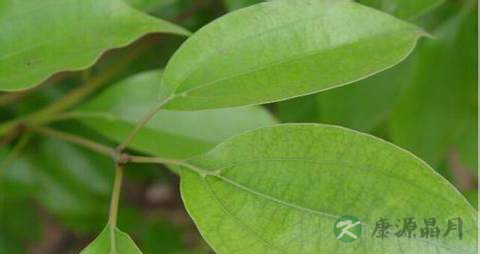 榕树叶的药用价值_榕树叶的副作用