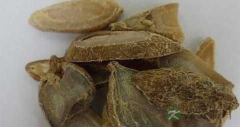 郁金的药用价值_郁金的副作用