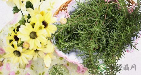 金沸草的功效与作用