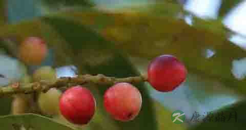 五月茶的功效与作用