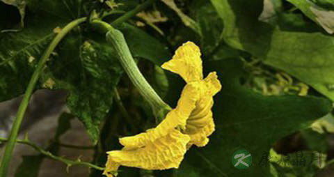 丝瓜花的功效与作用
