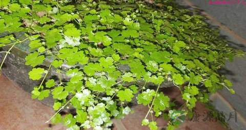 天胡荽的药用价值_天胡荽的副作用