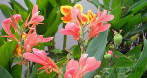 美人蕉花的功效与作用