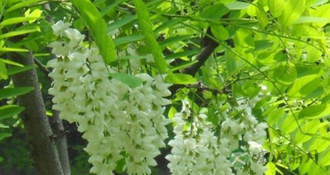 洋槐花有毒吗