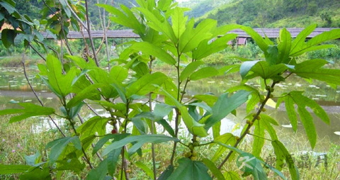 五指毛桃的功效与作用_五指毛桃的药用价值
