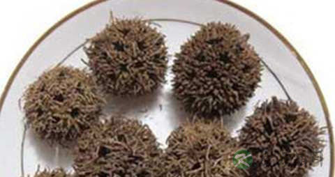路路通的功效与作用