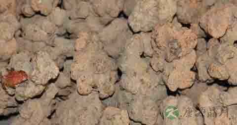 朱砂莲的功效与作用
