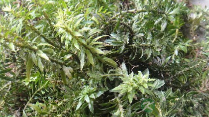 千层塔的功效与作用_千层塔的药用价值