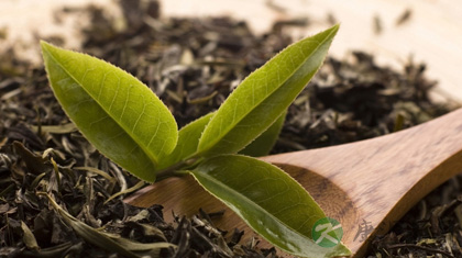 茶叶的功效与作用_茶叶的药用价值