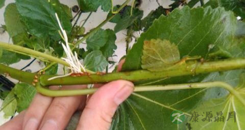 无花果根的药用价值_无花果根的副作用