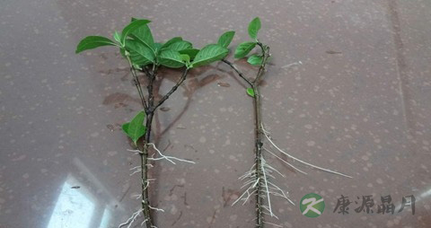 栀子花根的药用价值_栀子花根的副作用