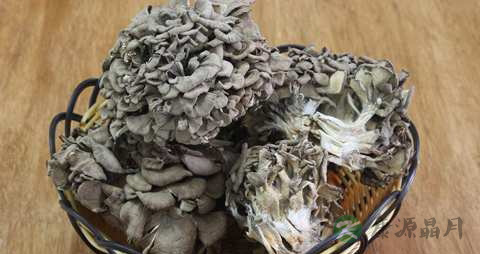 灰树花的功效与作用