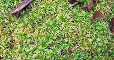 泥炭藓的药用价值_泥炭藓的副作用