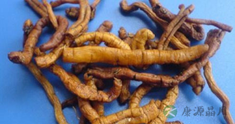 远志的药用价值_远志的副作用