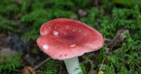 红木耳的药用价值_红木耳的副作用