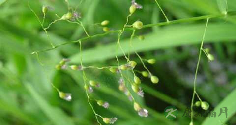 柳叶的药用价值_柳叶的副作用