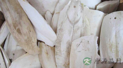 海螵蛸的功效与作用_海螵蛸的药用价值