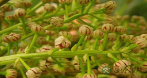 牛耳枫子的功效与作用