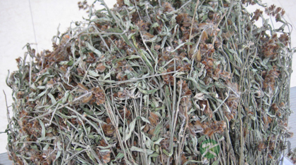 响铃草的功效与作用_响铃草的药用价值