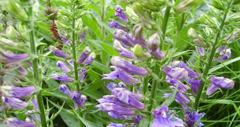 山梗菜的药用价值_山梗菜的副作用