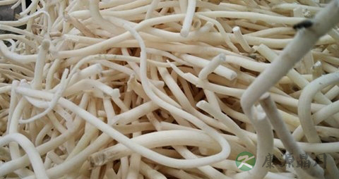 小通草和通草有什么区别